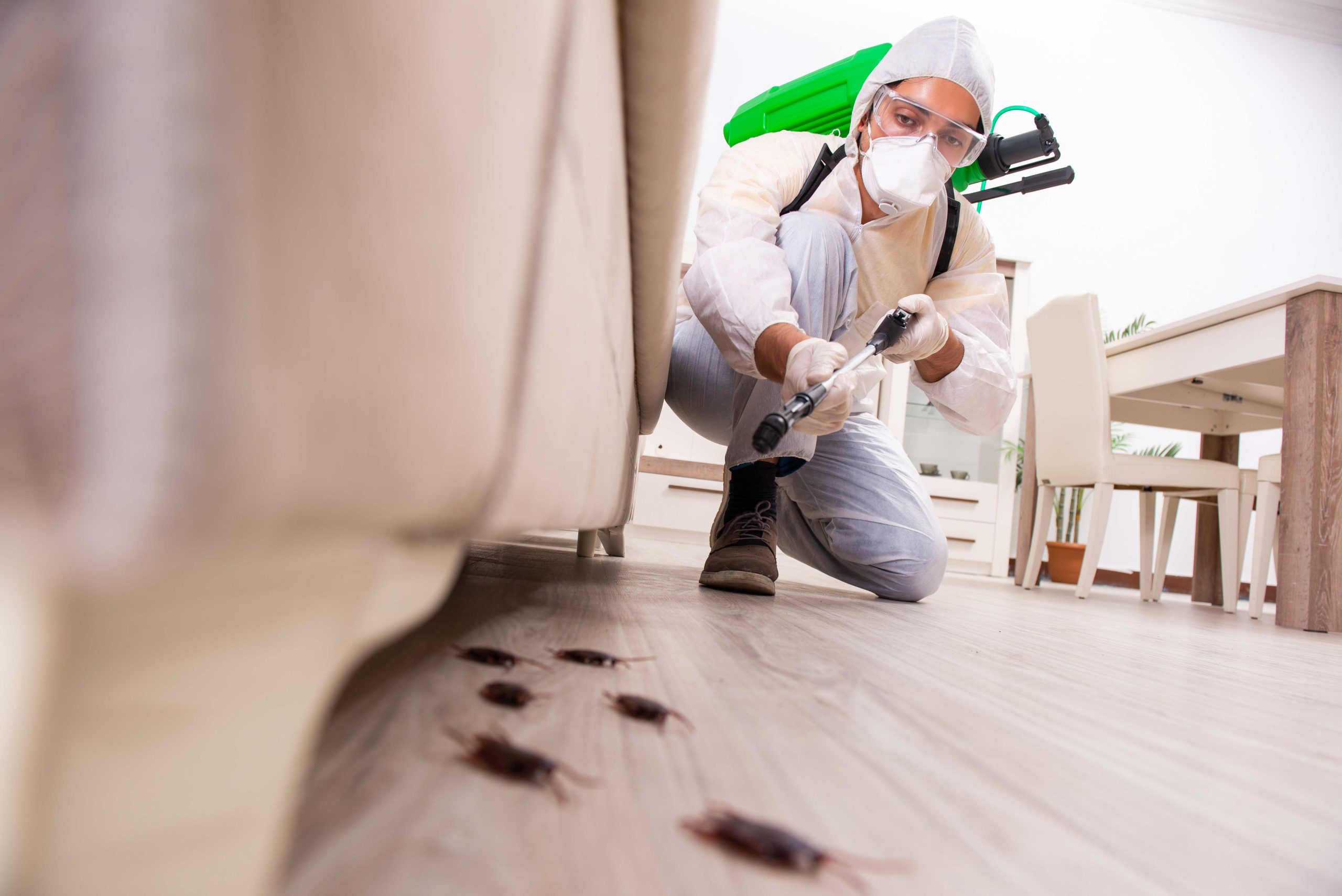 Pest-Control experts in San Jose specializing in prevention and eradication of various pests. Don't let pests damage your property and endanger your health.